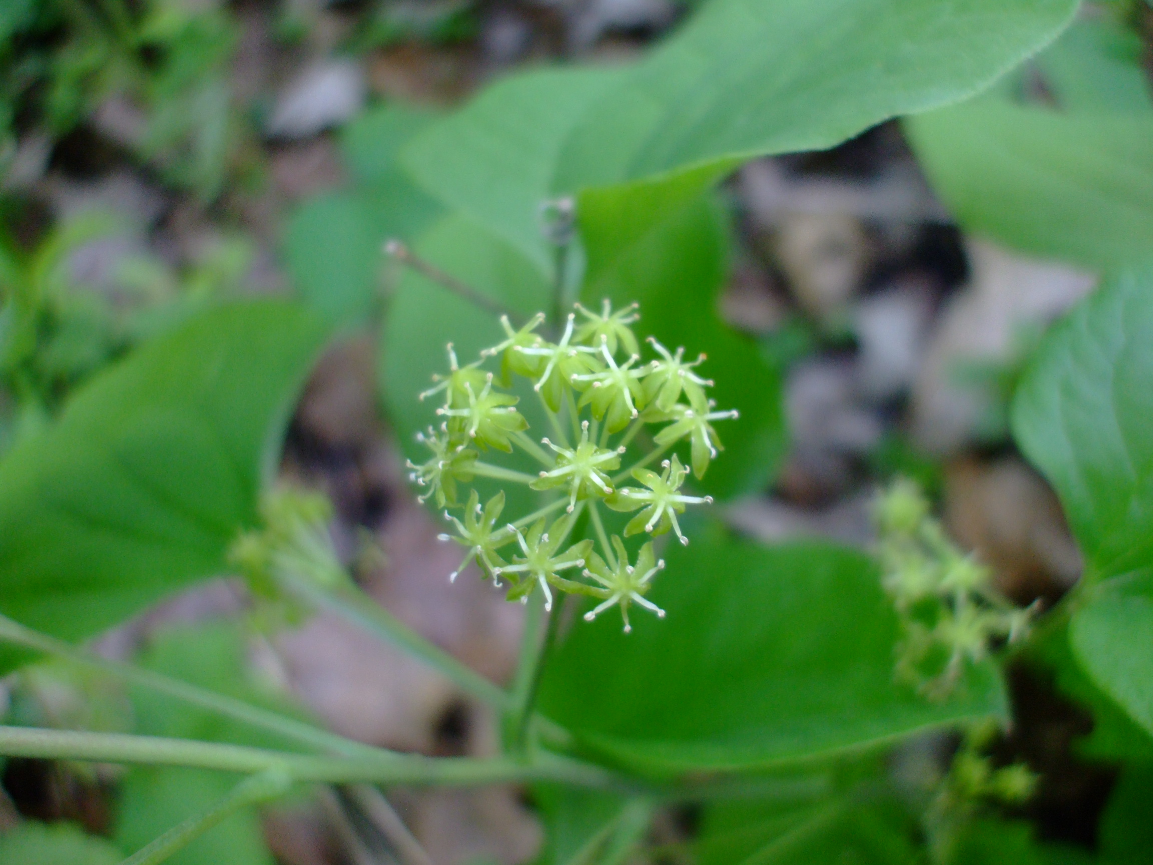 Smilax illinoensis